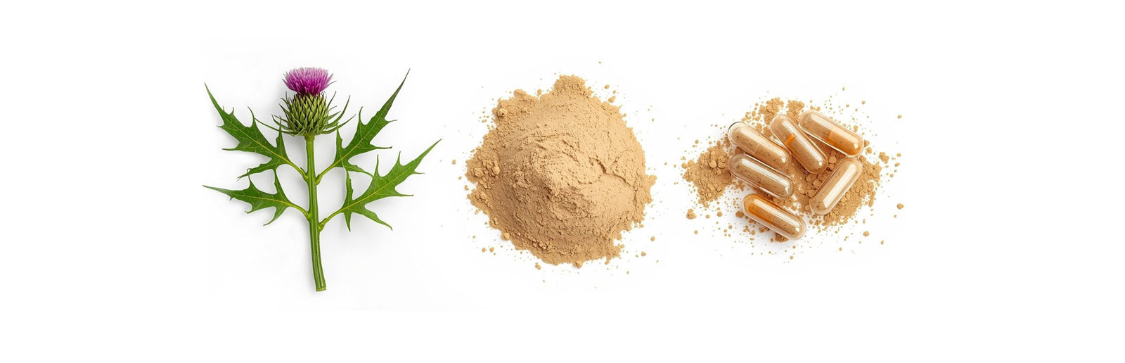 Three new studies highlight health benefits of milk thistle extract – Optimal Health Systems