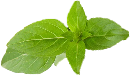 Basil leaves