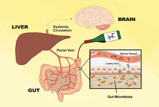 Alcohol-affects-gut_2_LR
