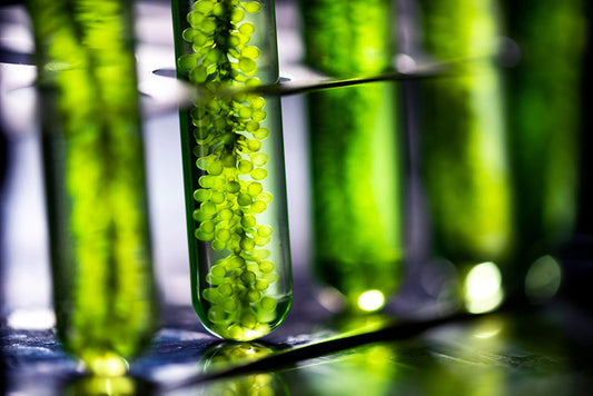 Algae-in-test-tube