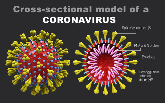 Cross-sectional model of coronavirus COVID-19