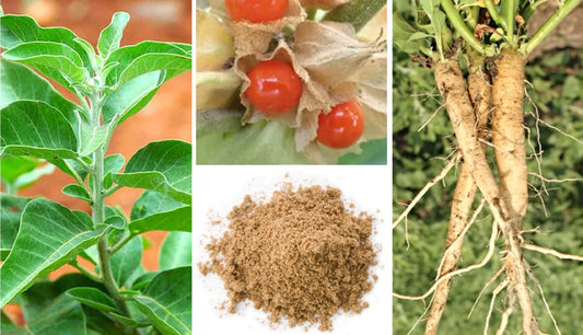 Ashwagandha-collage-4_LR