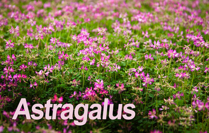 Astragalus_LR