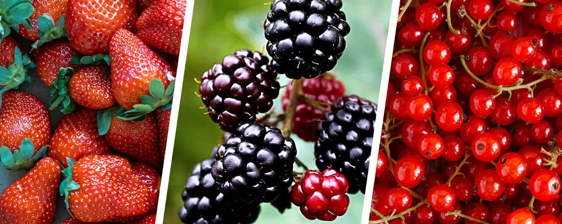Gut, brain, heart — dark colored fruits and veggies support them all