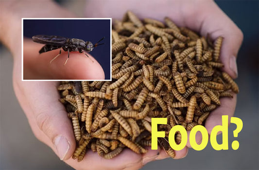 Black-soldier-fly-larvae_LR