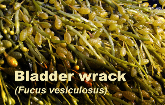 Bladder-wrack_LR