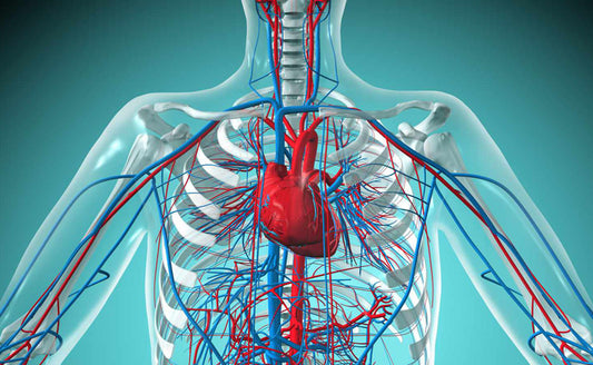 Cardiovascular-system