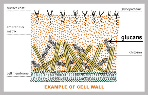 CellWall_LR
