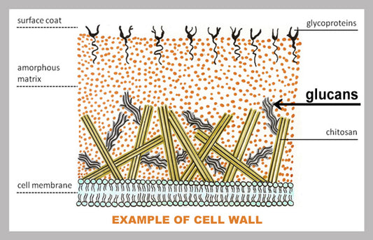 CellWall_LR
