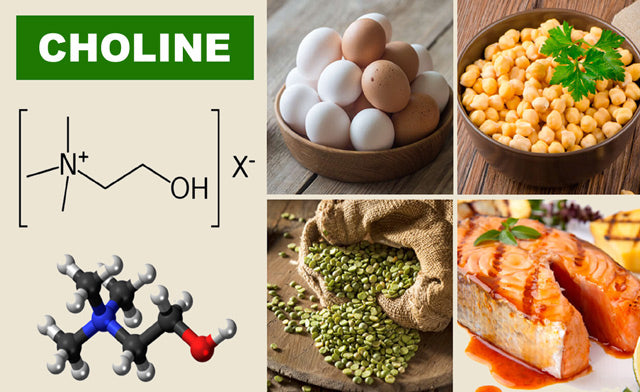 CholineBrainNutrient_LR