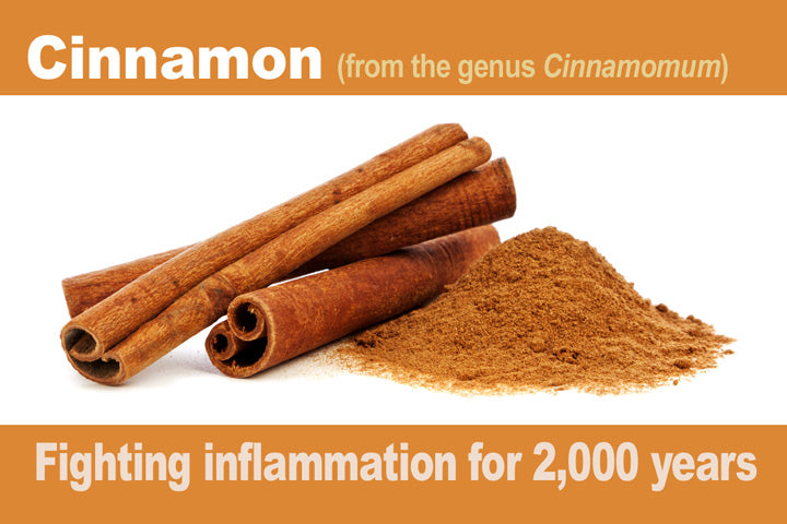 Cinnamon_2000-years_LR