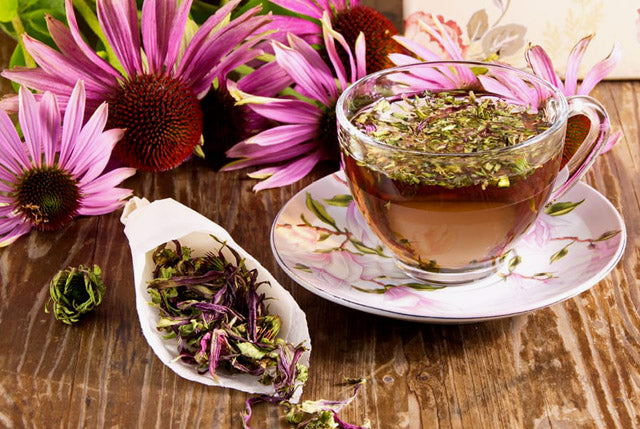 Echinacea-1