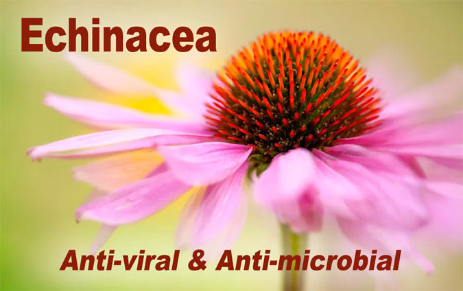 Echinacea-2_LR