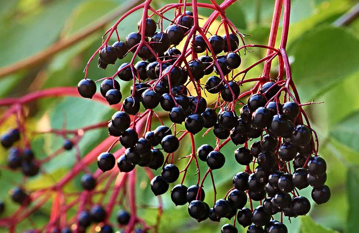 Elderberry-on-tree