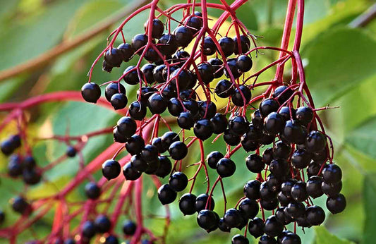 Elderberry-on-tree