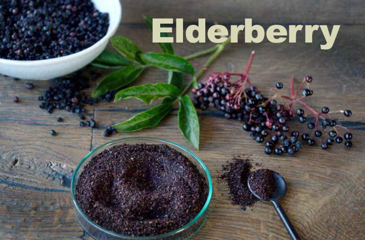 Elderberry_LR