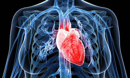 FemaleHeart