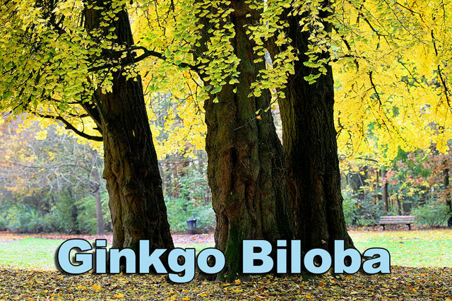 GinkgoBiloba_LR