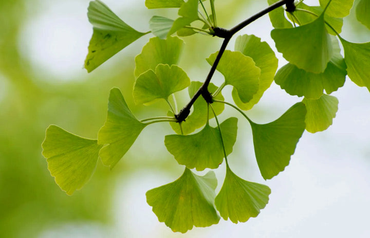 Ginkgo_large
