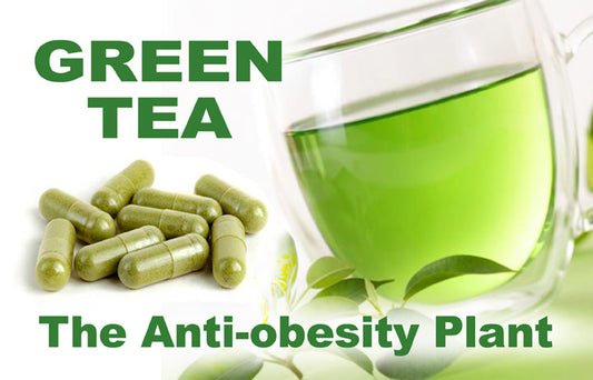 Green-Tea-anti-obesity_LR