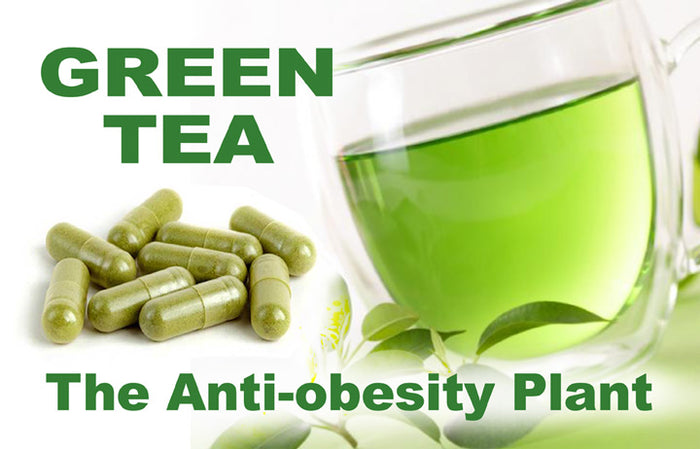 Green-Tea-anti-obesity_LR