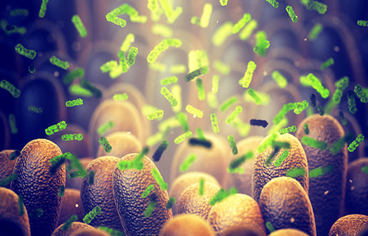 Gut-Microbiome
