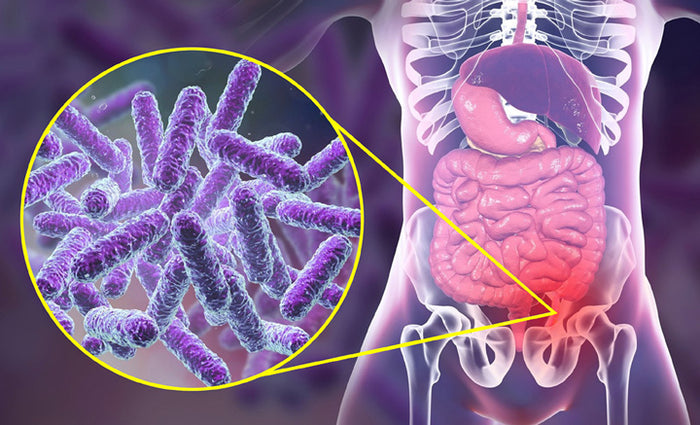 Gut-bacteria-diversity