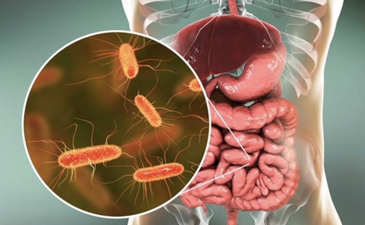 Gut-microbiome-closeup