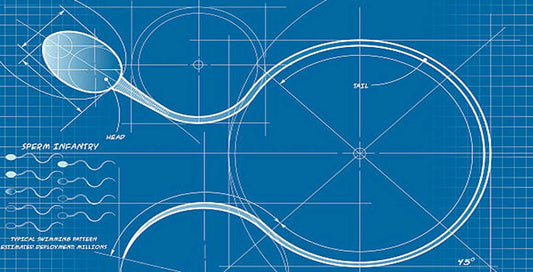 You've heard of the gut-brain axis, but did you know there's a "gut-testis axis" too?