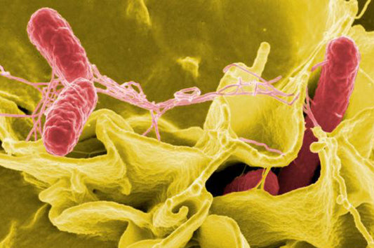 GutBacteria_2