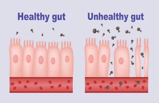 Healthy-gut_LR