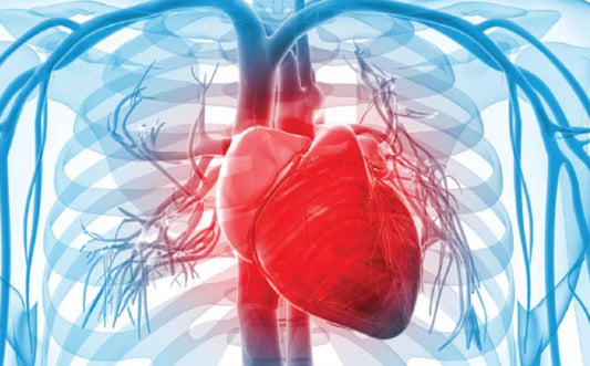 HeartWithArteries