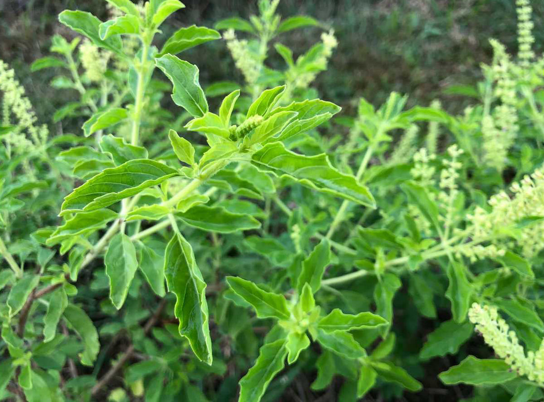 Holy basil—for health, healing and halting stress