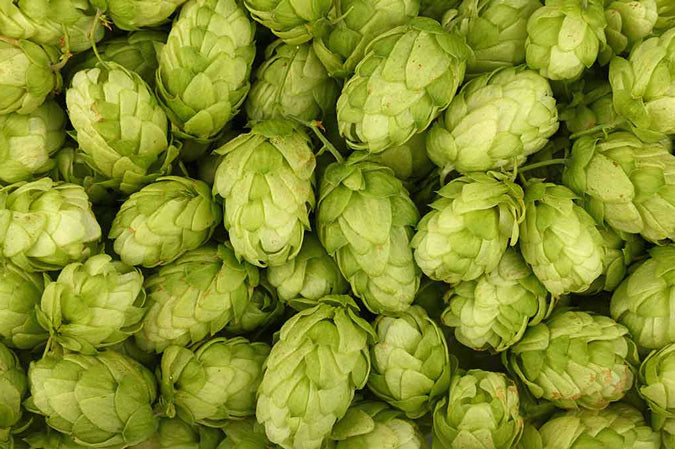 Hops