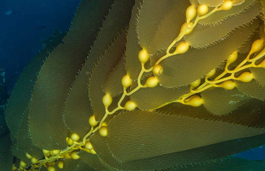 Kelp-closeup