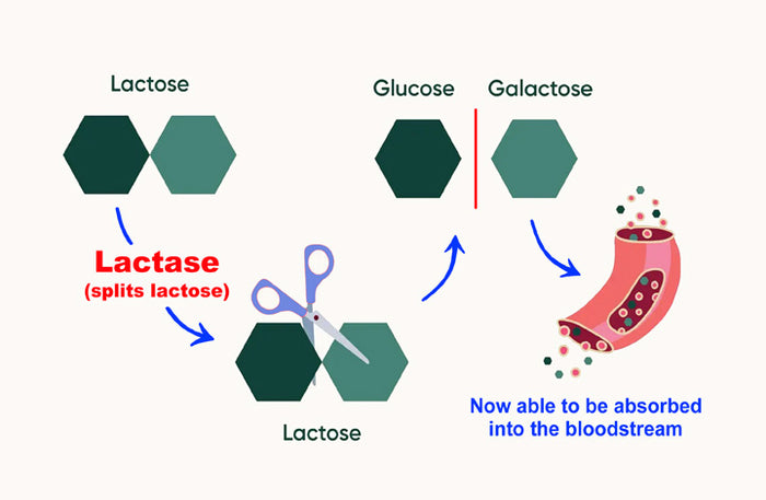 Lactase-splits-lactose-1_LR