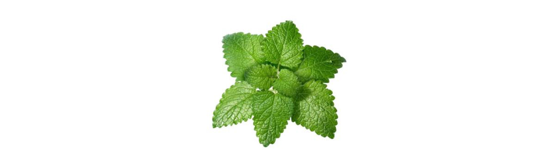 Stressed to the max? Lemon balm provides "same-day" calming and cognitive benefits