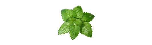 Stressed to the max? Lemon balm provides "same-day" calming and cognitive benefits
