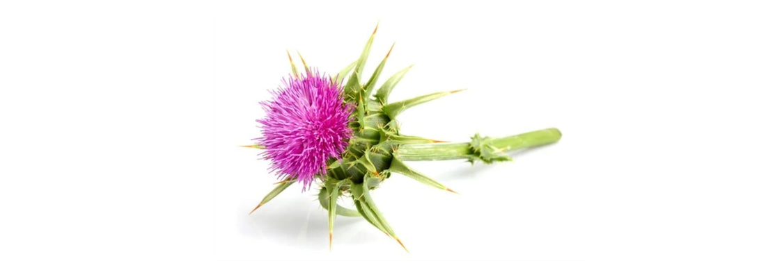 Milk thistle: 2,000 years of protecting the liver and kidneys, and reducing inflammation
