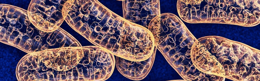What are mitochondria, and why do they receive so much attention lately?