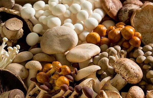 Mushroom-varieties-675