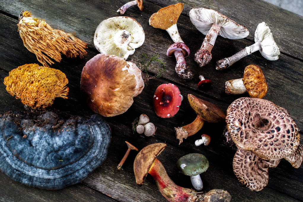 Mushrooms-many-types