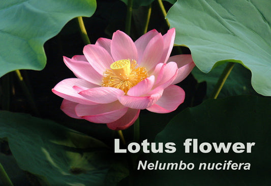 Nelumbo_nucifera