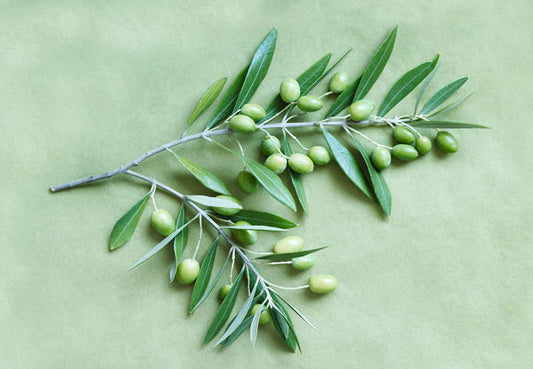 Olive-leaf-and-branch_LR