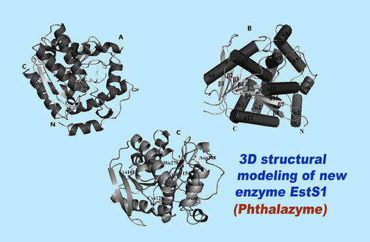 Phthalazyme-model_LR
