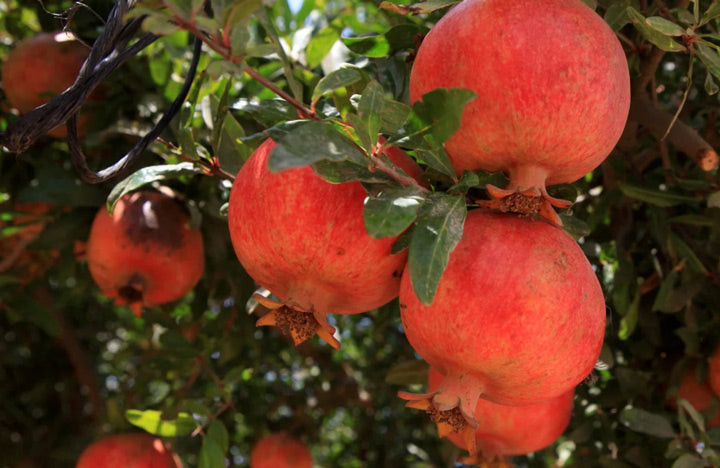 Pomegranate-closeup