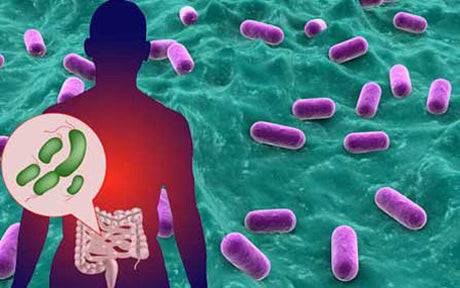 ProbioticsInGut