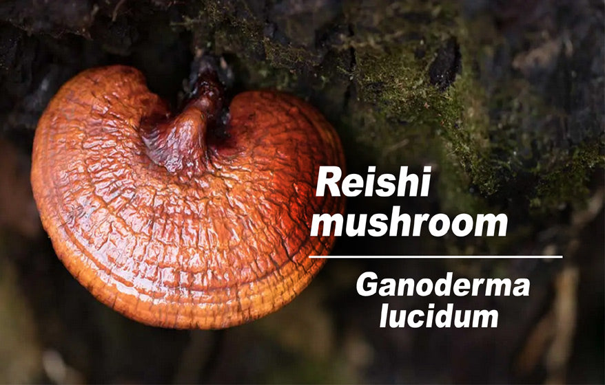 Reishi-mushroom_LR