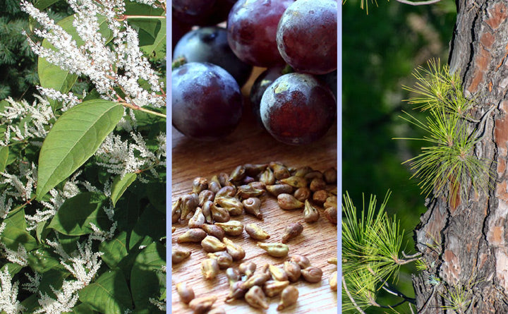 Resveratrol-plants