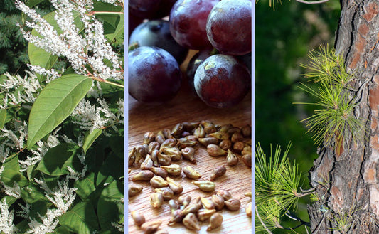 Resveratrol-plants
